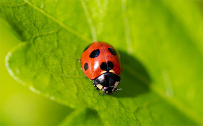 夏の草花の写真