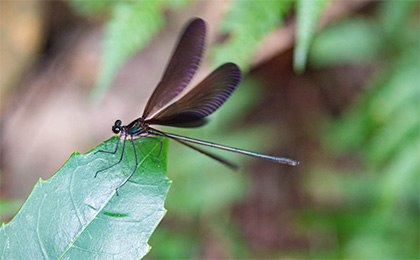 夏の草花の写真