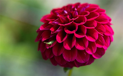 夏の草花の写真