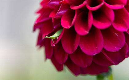 夏の草花の写真