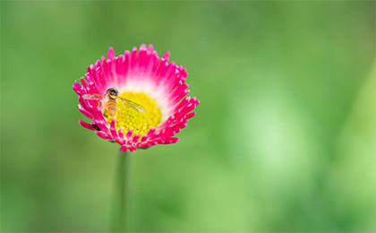 夏の草花の写真