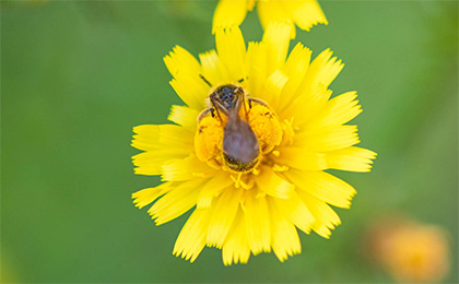夏の草花の写真