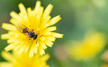 夏の草花の写真