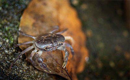 夏の草花の写真