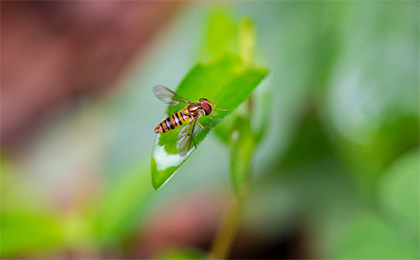 夏の草花の写真