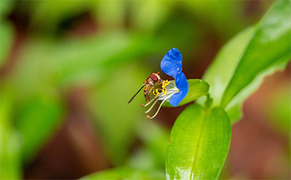 夏の草花の写真