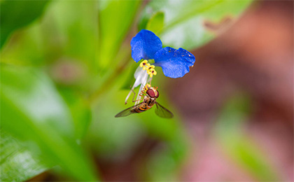 夏の草花の写真