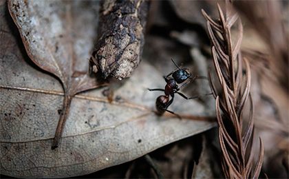 夏の草花の写真