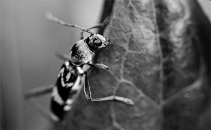 夏の草花の写真