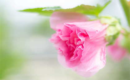 夏の草花の写真