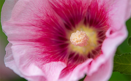 夏の草花の写真