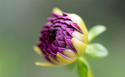夏の草花の写真
