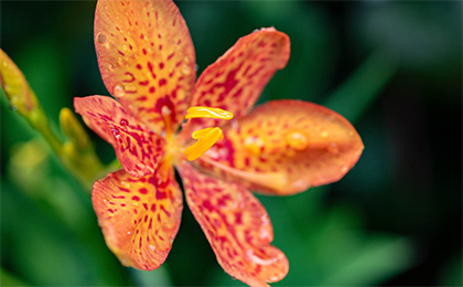 夏の草花の写真