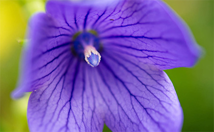 夏の草花の写真